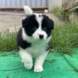 Border Collie Os Filhotes