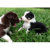 Border Collie Os Mais Lindos Filhotes Disponiveis 