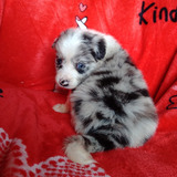 Border Collie Padrao Exposicao