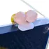 Brinco De Quartzo Rosa Folheado A Ouro 1 Cm Brinco Bolinha