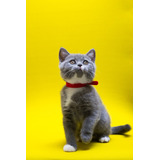 British Shorthair Fêmea Bicolor Pedigree Miau British 