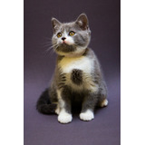 British Shorthair Macho Bicolor