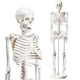 Briwooody Modelo De Esqueleto Humano Para Anatomia Modelo De Esqueleto De 84 Cm Meio Tamanho Esqueleto Humano Com Base Braços E Pernas Móveis Para Estudantes E Professores