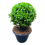 Buchinho Natural Redondo Pp Para Vaso Jardim Decoração