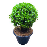 Buchinho Natural Redondo Pp Para Vaso Jardim Decoração