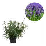 Bulbo Mud Lavanda Dentata