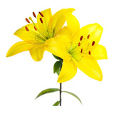 Bulbos De Flores Amarilis