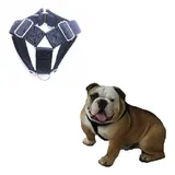 Buldog Ingles Peitoral Forte