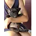 Buldogue Francês Filhote Macho Linhagem Importada