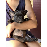 Buldogue Frances Filhote Macho