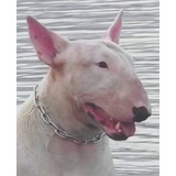 Bull Terrier 