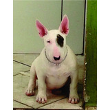 Bull Terrier 