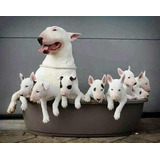 Bull Terrier Standard Magnificos