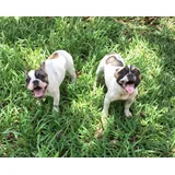 Bulldog Frances Bela E