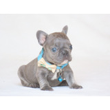Bulldog Frances Blue Filhote