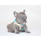 Bulldog Frances Blue Filhote