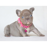Bulldog Frances Canil Minion