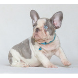 Bulldog Frances Femea Filhote