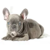 Bulldog Frances Femea Filhote