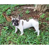 Bulldog Frances Filhota Lindona