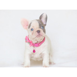 Bulldog Frances Filhote Blue