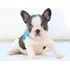 Bulldog Frances Filhote Buldog Canil Minion Bull