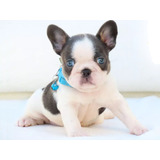 Bulldog Frances Filhote Buldog