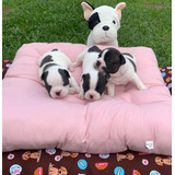 Bulldog Frances Filhote Macho