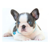 Bulldog Frances Lindo Filhote