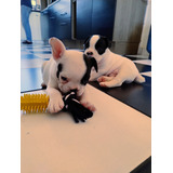 Bulldog Frances Pedigree E