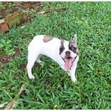 Bulldog Francesa Branca E