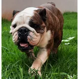 Bulldog Ingles Femea