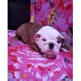 Bulldog Ingles Femea Vacinada