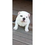 Bulldog Ingles Filhote
