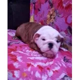 Bulldog Ingles Macho Vacinado