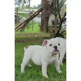 Bulldog Ingles