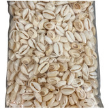 Buzios Natural Cortado 23x11mm