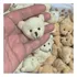 Cabeça De Ursinho Em Plush Com 10 Peças Aplique Pelucia