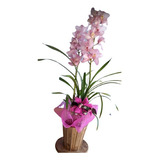 Cachepô De Madeira Para Orquídeas   Cone Redondo 03