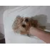 Cachorra York Shire