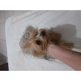 Cachorra York Shire