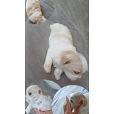 Cachorro Filhote De Shihtzu