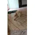 Cachorro Pit Bull