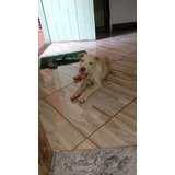 Cachorro Pit Bull