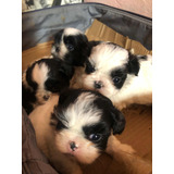 Cachorro Shih Tzu 