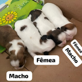 Cachorro Shihtzu Filhotes 