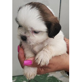 Cachorro Shihtzu Macho 