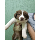 Caes Filhotes Border Collie