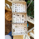Caixa Entomologica Com 30 Insetos com Todas Famílias ordens 