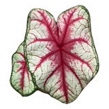 Caladium Americano Fiesta Linda